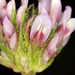 Trifolium ciliolatum - Photo (c) Steve Matson,  זכויות יוצרים חלקיות (CC BY), הועלה על ידי Steve Matson