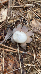 Astraeus hygrometricus