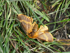 Lemonia dumi