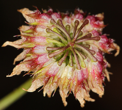 Trifolium ciliolatum