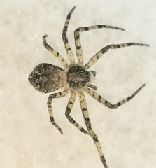 Philodromus margaritatus