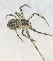 Philodromus margaritatus