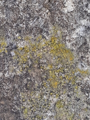 Candelariella efflorescens