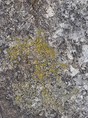 Candelariella efflorescens