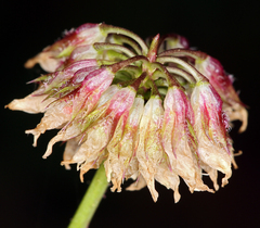 Trifolium ciliolatum