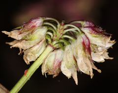Trifolium ciliolatum