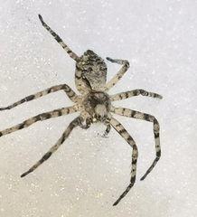 Philodromus margaritatus