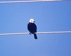 Arundinicola leucocephala