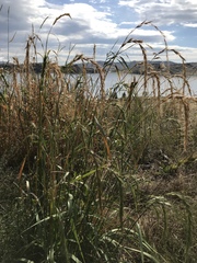Elymus sibiricus
