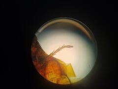 Siphonaptera