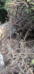 Trichonephila clavipes