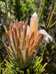 Retzia capensis