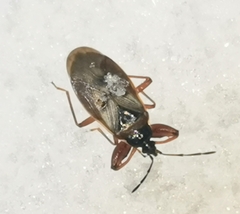 Gastrodes abietum