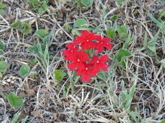 Glandularia peruviana