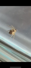 Saitis variegatus