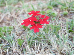 Glandularia peruviana