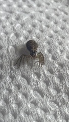 Saitis variegatus