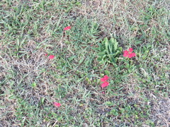 Glandularia peruviana