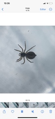 Saitis variegatus