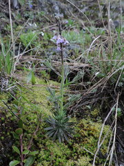 Boechera retrofracta