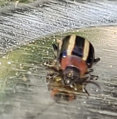 Disonycha argentinensis