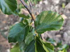 Fagus sylvatica