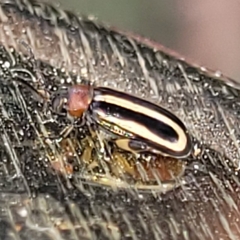 Disonycha argentinensis