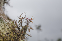 Maxillaria standleyi