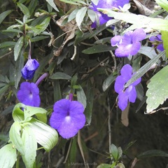 Achimenes cettoana