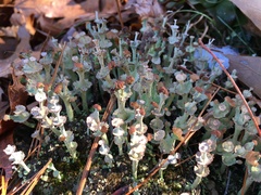 Cladonia verticillata