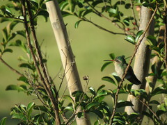 Chlorostilbon lucidus