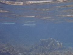 Tylosurus crocodilus