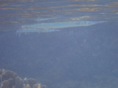 Tylosurus crocodilus