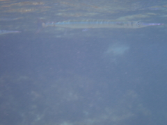 Tylosurus crocodilus