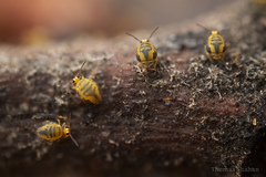 Sminthurinus henshawi