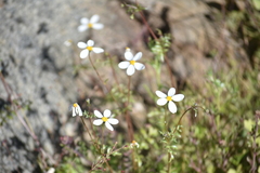 Coreocarpus parthenioides