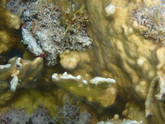 Millepora complanata