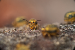 Sminthurinus henshawi