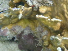 Millepora complanata