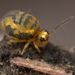 Sminthurinus henshawi - Photo (c) Thomas Shahan, some rights reserved (CC BY-NC), uploaded by Thomas Shahan