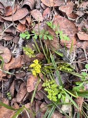Tauschia texana