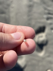 Graptacme eborea