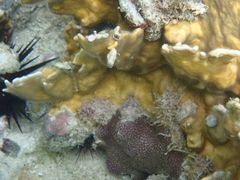 Millepora complanata