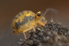 Sminthurinus henshawi