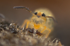 Sminthurinus henshawi