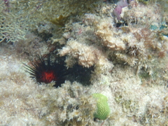 Echinometra lucunter