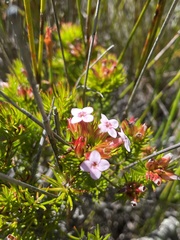 Erica fastigiata