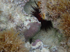 Echinometra lucunter