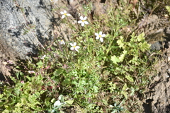 Coreocarpus parthenioides