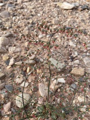 Eriogonum hookeri